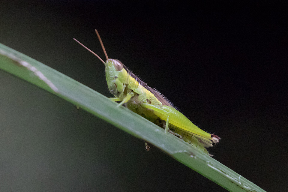 Rice Grasshopper (Oxya japonica)